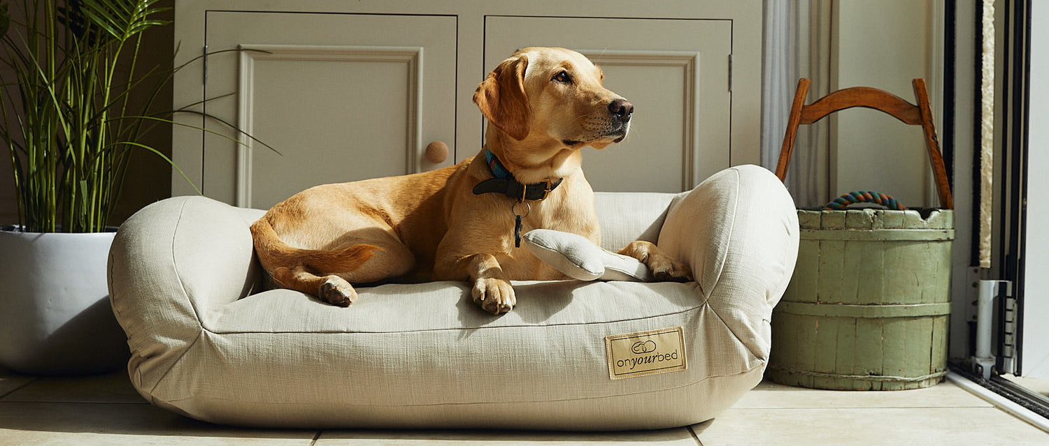 Luxury Dog Beds and Dog Throws UK | Onyourbed